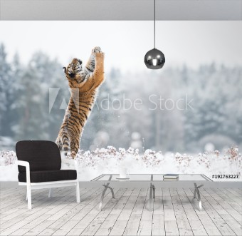 Picture of Young Siberian tiger playing with snow